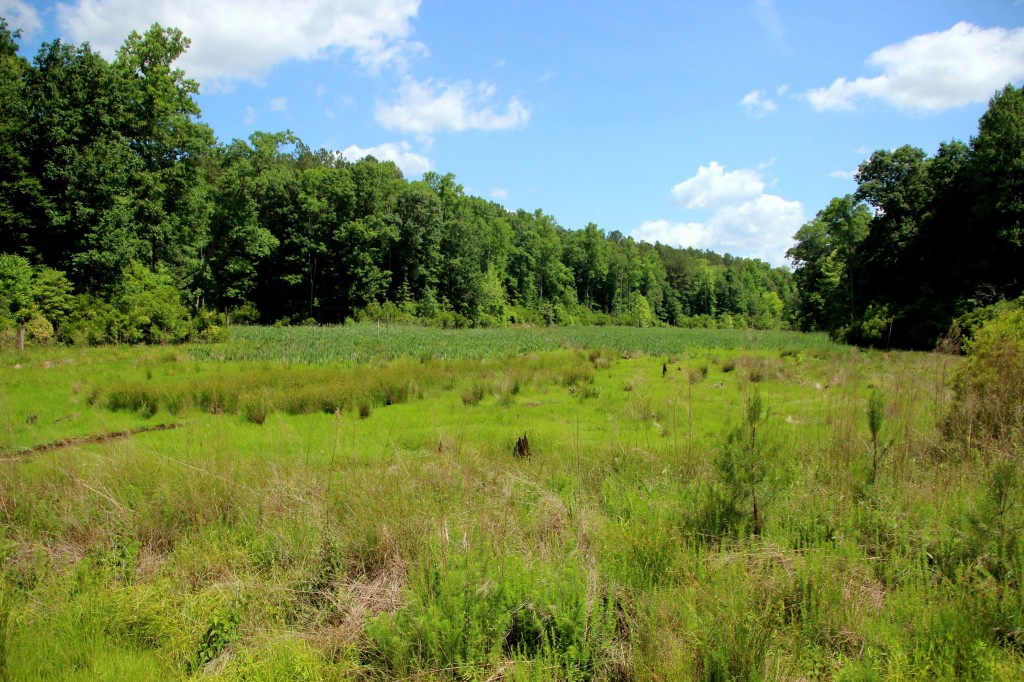 Colby Swamp Freedom Park