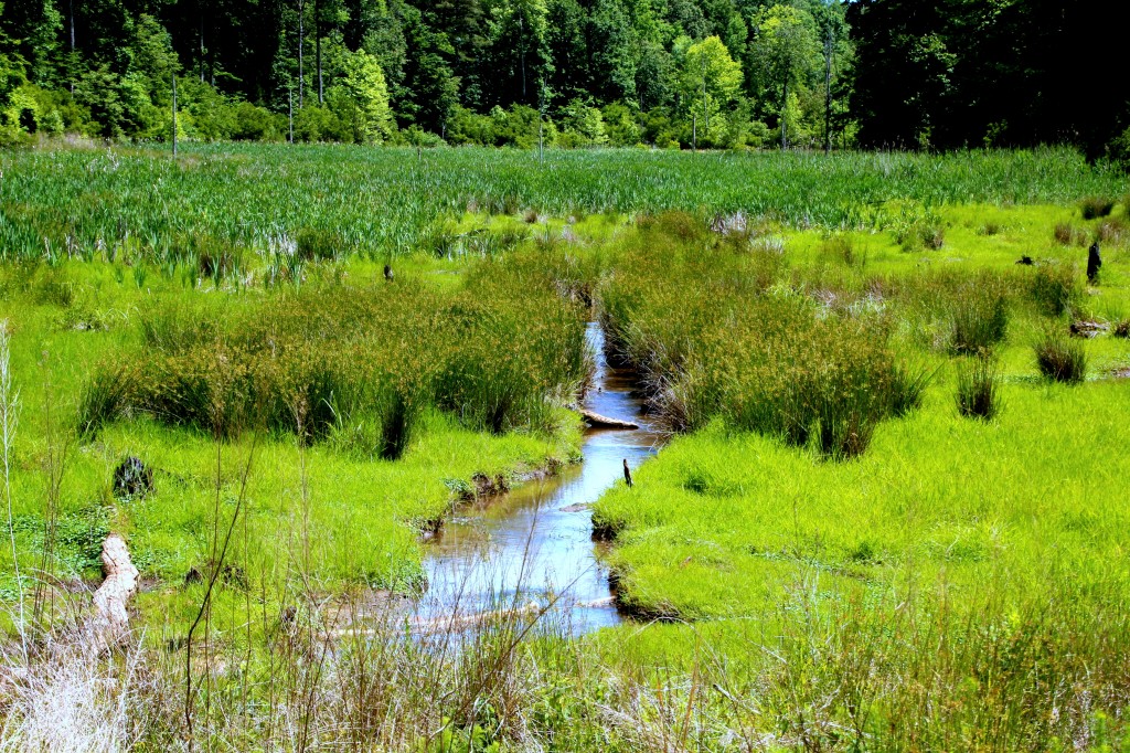 Freedom Park Colby Swamp