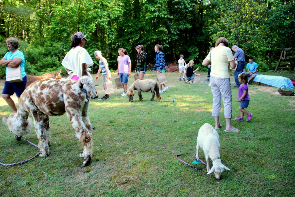 Jerusalem Marketplace - Petting Zoo