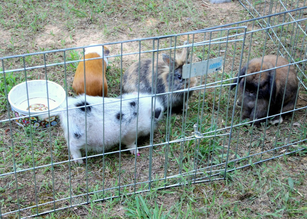 Jerusalem Marketplace Petting Zoo